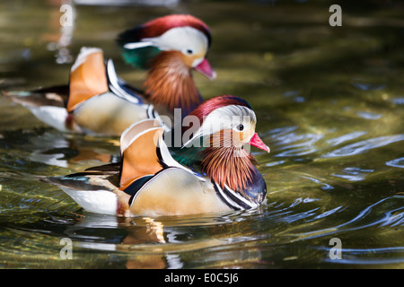 Nahaufnahme eines Paares von Mandarin Enten schwimmend in einem Teich in Oregon Stockfoto