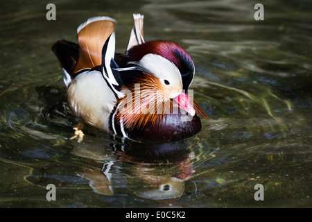 Nahaufnahme von einem Mandarin Ente schwimmend in einem Teich in Oregon Stockfoto