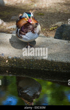 Nahaufnahme eines Mandarin Ente stehenden man ein Bein weiter an einen Teich Stockfoto