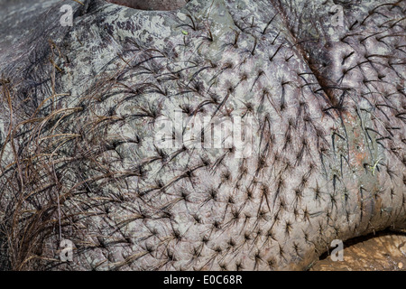 Nahaufnahme von einem Nilpferd Nase und behaarte Schnurrbart Stockfoto