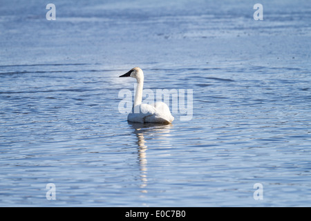 Trompeter Schwan (Cygnus Buccinator) schöne weiße Trompeter Schwan, Schwimmen in einem blauen See. Ländlich, Alberta, Kanada Stockfoto