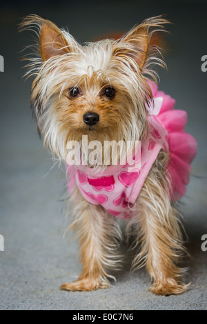 süße Yorkshire Terrier Welpen trägt eine rosa tutu Stockfoto