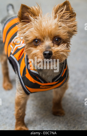 kleine Yorkshire-Terrier trägt eine orange und schwarzen Streifen Jacke posieren für Bilder Stockfoto