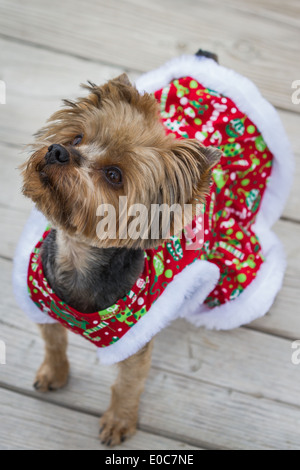 kleinen Yorkie mit einem Weihnachten Pullover man die Entfernung Stockfoto