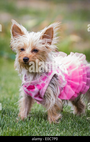 süße Yorkshire Terrier Welpen spielen im freien trägt eine rosa tutu Stockfoto
