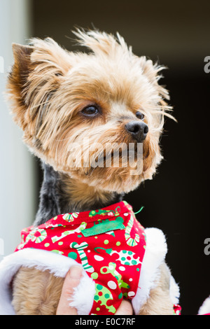 kleine Yorki mit einem Weihnachten Pullover man die Entfernung Stockfoto