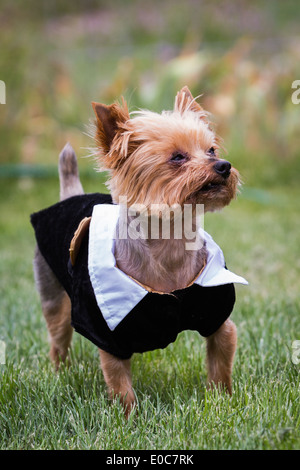 kleine Yorkshire-Terrier tragen steh-Tux mit schweren Allergien Stockfoto