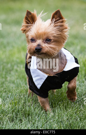 kleine Yorkshire-Terrier tragen steh-Tux mit schweren Allergien Stockfoto