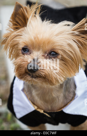kleine Yorkshire-Terrier tragen steh-Tux mit schweren Allergien Stockfoto