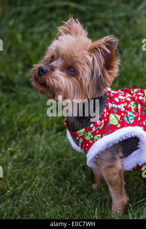 kleinen Yorkie mit einem Weihnachten Pullover man die Entfernung Stockfoto