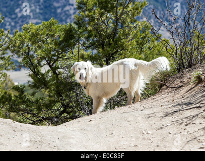 Platin farbige Golden Retriever Hund läuft auf einem Bergweg Stockfoto