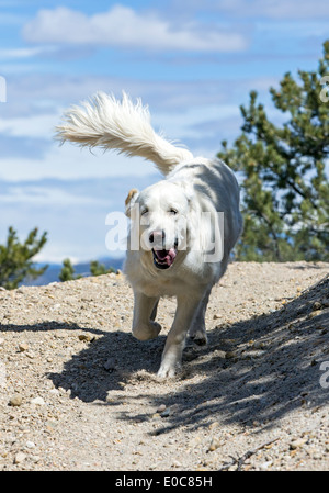 Platin farbige Golden Retriever Hund läuft auf einem Bergweg Stockfoto