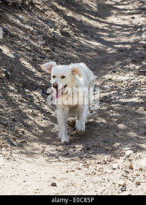 Platin farbige Golden Retriever Hund läuft auf einem Bergweg Stockfoto
