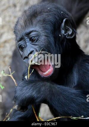 Leipzig, Deutschland. 8. Mai 2014. 5 - Monate altes Baby Gorilla spielt Jengo mit einem Grashalm im Zoo Leipzig, Deutschland, 8. Mai 2014. Gorilla junge Jengo wird von Tag zu Tag mehr unabhängig und schon seinem Gehege selbst erforscht. Er bekommt bald ein Playmate, weil ein anderes Gorilla-Mädchen im Zoo im März geboren wurde. Foto: HENDRIK SCHMIDT/Dpa/Alamy Live News Stockfoto