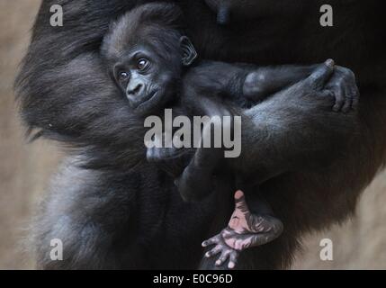 Leipzig, Deutschland. 8. Mai 2014. Zwei - Monate altes Baby Gorilla Diara liegt in den Armen ihrer Mutter Kumili im Zoo Leipzig, Deutschland, 8. Mai 2014. Das Gorilla-Mädchen ist das zweite Gorillababy, das im Zoo geboren wurde. Ein Gorilla-junge wurde vor fünf Monaten geboren. Foto: HENDRIK SCHMIDT/Dpa/Alamy Live News Stockfoto