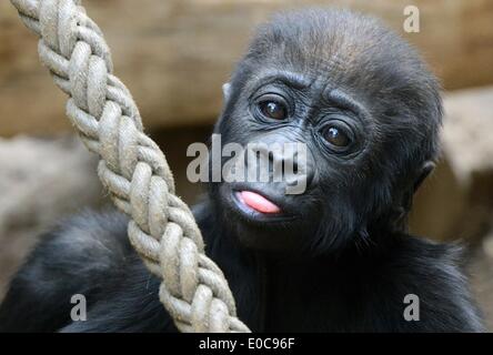 Leipzig, Deutschland. 8. Mai 2014. 5 - Monate altes Baby Gorilla spielt Jengo mit einem Seil im Zoo Leipzig, Deutschland, 8. Mai 2014. Gorilla junge Jengo wird von Tag zu Tag mehr unabhängig und schon seinem Gehege selbst erforscht. Er bekommt bald ein Playmate, weil ein anderes Gorilla-Mädchen im Zoo im März geboren wurde. Foto: HENDRIK SCHMIDT/Dpa/Alamy Live News Stockfoto