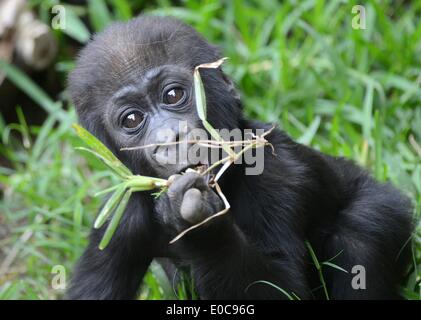 Leipzig, Deutschland. 8. Mai 2014. 5 - Monate altes Baby Gorilla spielt Jengo mit einem Grashalm im Zoo Leipzig, Deutschland, 8. Mai 2014. Gorilla junge Jengo wird von Tag zu Tag mehr unabhängig und schon seinem Gehege selbst erforscht. Er bekommt bald ein Playmate, weil ein anderes Gorilla-Mädchen im Zoo im März geboren wurde. Foto: HENDRIK SCHMIDT/Dpa/Alamy Live News Stockfoto