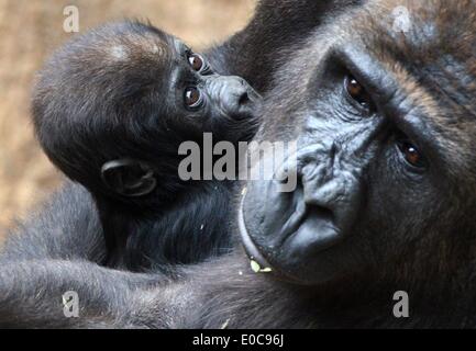 Leipzig, Deutschland. 8. Mai 2014. 5 - Monate altes Baby Gorilla Jengo kuschelt mit seiner Mutter Kibara im Zoo Leipzig, Deutschland, 8. Mai 2014. Gorilla junge Jengo wird von Tag zu Tag mehr unabhängig und schon seinem Gehege selbst erforscht. Er bekommt bald ein Playmate, weil ein anderes Gorilla-Mädchen im Zoo im März geboren wurde. Foto: HENDRIK SCHMIDT/Dpa/Alamy Live News Stockfoto