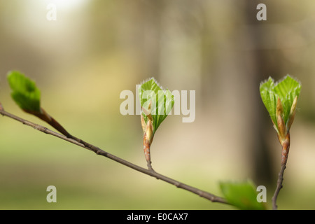 ersten Frühling Blätter am Baum, Frühling Stockfoto