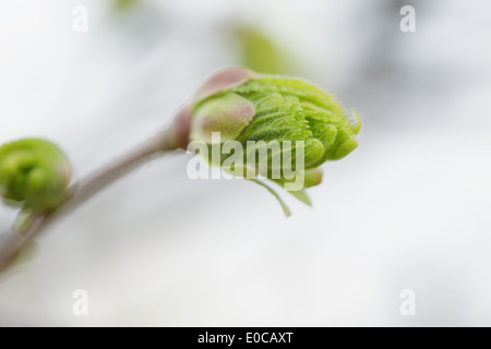 ersten Frühling Blätter am Baum, Frühling Stockfoto