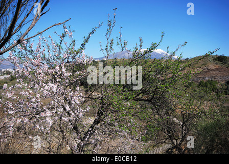 Mandelbaum in der spanischen Landschaft im Frühling mit Schnee bedeckt Berge nach hinten in der Nähe von Lake Vinuela, Spanien. Stockfoto