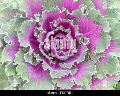 Nahaufnahme des ornamentalen Grünkohl Brassica Kohlblätter Stockfoto