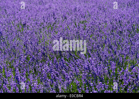 Lavender Farm, Präfektur Hiroshima Furano, Hokkaido, Japan Stockfoto