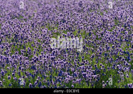 Lavender Farm, Präfektur Hiroshima Furano, Hokkaido, Japan Stockfoto