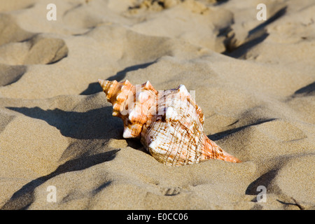 Eine Muschel liegt am Sandstrand direkt am Meer. Schöne Erinnerung an den letzten Urlaub., Eine Muschel so bin Sandstrand neben Stockfoto