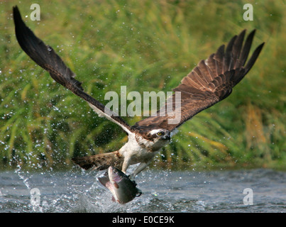 Osprey-Angeln auf Forelle, Finnland (Pandion Haliaetus) Stockfoto