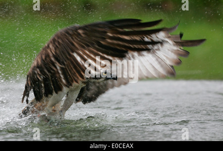 Osprey-Angeln auf Forelle, Finnland (Pandion Haliaetus) Stockfoto