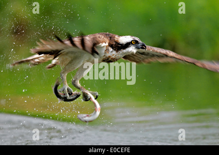 Osprey-Angeln auf Forelle, Finnland (Pandion Haliaetus) Stockfoto