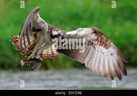 Osprey-Angeln auf Forelle, Finnland (Pandion Haliaetus) Stockfoto