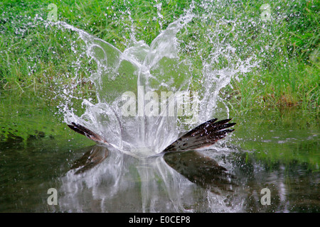 Osprey-Angeln auf Forelle, Finnland (Pandion Haliaetus) Stockfoto