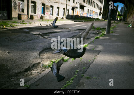 Odessa, Ukraine. 9. Mai 2014. Ukraine - Odessa - Alltag - Tauben fliegen Weg, Odessa, Ukraine, Donnerstag, 8 Mai, 2014. (Zacharie Scheurer) © Zacharie Scheurer/NurPhoto/ZUMAPRESS.com/Alamy Live-Nachrichten Stockfoto