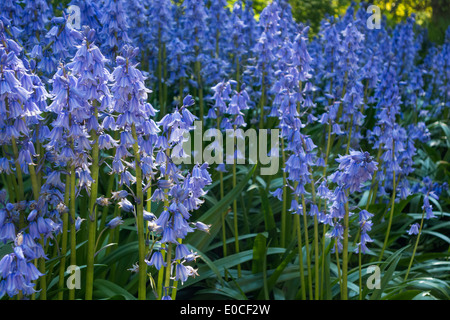 Spanische blaue Glockenblumen Glocken Hyazinthen Hyacinthoides Hispanica in Wald Wald. Jetzt als invasive Art in Großbritannien. Stockfoto