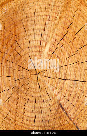 Viele Jahresringe auf einem Baumstamm. Alter eines Baumes in der Holz, Viele Jahresringe Auf Einem Baumstamm. Lebensalter Eines Baumes Im Wal Stockfoto