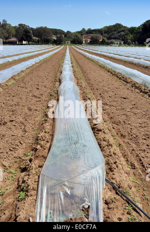 Bereich der Gemüsekulturen in Reihen bedeckt mit Polyäthylen Cloches Schutz Stockfoto