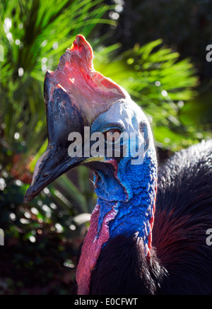 Südlichen Kasuar Kopf Closeup (Casuarius Casuarius) Stockfoto