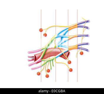 Plexus brachialis Stockfoto