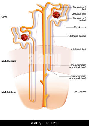 Niere Nephron, Zeichnung Stockfoto