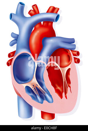 Herz, Abbildung Stockfoto