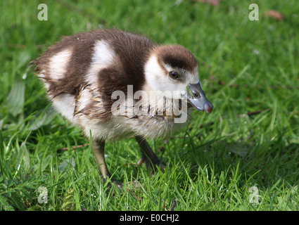 Young Gosling Nilgans (Alopochen Aegyptiaca) erkunden Stockfoto