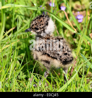 Nahaufnahme von Küken ein Vögelchen gemeinsame Kiebitz (Vanellus Vanellus) zu Fuß in die hohe Gräser Stockfoto