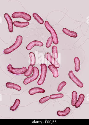 Vibrio cholerae Stockfoto