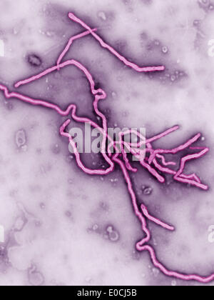 Ebola-virus Stockfoto