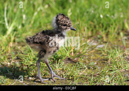 Nahaufnahme von Küken ein Vögelchen gemeinsame Kiebitz (Vanellus Vanellus) zu Fuß auf der Wiese Stockfoto