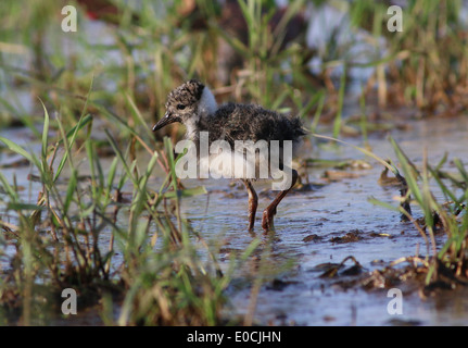 Ihr Vögelchen gemeinsame Kiebitz Küken (Vanellus Vanellus) auf Nahrungssuche in Feuchtgebieten Stockfoto