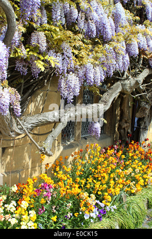 Wisteria Sinensis in voller Blüte mit Mauerblümchen Stockfoto