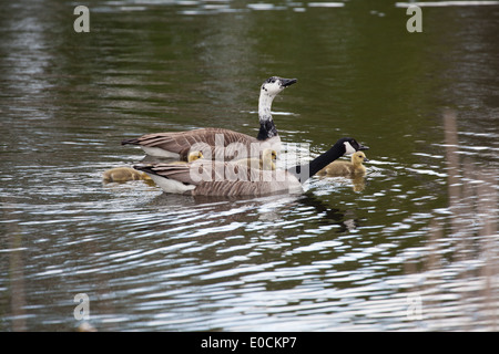 Branta Canadensis Kanadagänse auf dem Wasser mit Küken Stockfoto